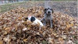 Артисты догшоу встречают Золотую Осень