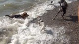 Артисты догшоу отдыхают на Черном море