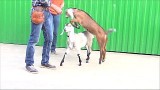 Нубийские козлики
