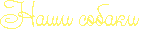 Наши собаки